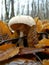 Macrolepiota procera hidden in the leaves