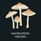 Macrolepiota procera isolated, Wild Foraged Mushroom, Vector edible natural mushrooms in nature set, organic vegetabl