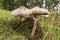 Macrolepiota procera or Large Parasol Mushroom