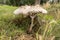 Macrolepiota procera or Large Parasol Mushroom