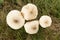 Macrolepiota procera or Large Parasol Mushroom