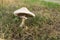 Macrolepiota procera or Large Parasol Mushroom