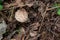 Macrolepiota procera or Lepiota procera in the forest