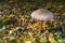 Macrolepiota procera or Lepiota procera mushroom growing in the autumn forest. Beauty with long slim leg with sliding ring and