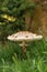 Macrolepiota procera. Lepiota procera mushroom growing in grass. Beauty with long slim leg with sliding ring and large scaly hat