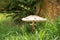 Macrolepiota procera. Lepiota procera mushroom growing in grass. Beauty with long slim leg with sliding ring and large scaly hat