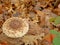 Macrolepiota procera, lonely forest eye