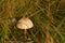 Macrolepiota procera - mushroom growing at the edge of the forest in grasses. Mushroom picking, collecting edible fungi in the