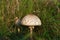 Macrolepiota procera - mushroom growing at the edge of the forest in grasses. Mushroom picking, collecting edible fungi in the
