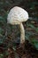 Macrolepiota procera mushroom. Leaves, outdoors.
