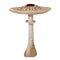 Macrolepiota procera mushroom, parasol mushroom