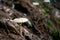 Macrolepiota procera, mushroom in the undergrowth