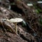 Macrolepiota procera, mushroom in the undergrowth