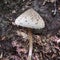 Macrolepiota procera - parasol mushroom