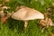 Macrolepiota Procera Parasol Mushroom