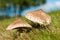 Macrolepiota procera, the parasol mushroom