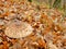 Macrolepiota procera, the parasol mushroom