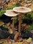 Macrolepiota procera, parasol mushroom