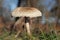 Macrolepiota procera or Parasol mushroom