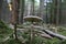 Macrolepiota procera, the parasol mushroom, ibasidiomycete fungus