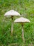 Macrolepiota procera, the parasol mushroom with a large, prominent fruiting body