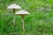 Macrolepiota procera, the parasol mushroom with a large, prominent fruiting body