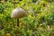 Macrolepiota procera, the parasol mushroom with a large, prominent fruiting body