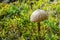 Macrolepiota procera, the parasol mushroom with a large, prominent fruiting body