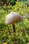 Macrolepiota procera, the parasol mushroom with a large, prominent fruiting body