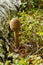 Macrolepiota procera, the parasol mushroom with a large, prominent fruiting body