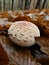 Macrolepiota procera surrounded by wet leaves. Close up shot.