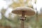 Macrolepiota procera wild mushroom close up