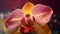 Macrophoto of an amazing pink and orange orchid with water dropps