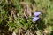 Macrophoto of blue harebell flower in an ambient of blooming heather