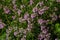 The macrophoto of herb Thymus serpyllum, Breckland thyme. Breckland wild thyme, creeping thyme, or elfin thyme blossoms