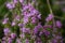 The macrophoto of herb Thymus serpyllum, Breckland thyme. Breckland wild thyme, creeping thyme, or elfin thyme blossoms