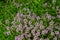 The macrophoto of herb Thymus serpyllum, Breckland thyme. Breckland wild thyme, creeping thyme, or elfin thyme blossoms