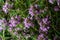 The macrophoto of herb Thymus serpyllum, Breckland thyme. Breckland wild thyme, creeping thyme, or elfin thyme blossoms