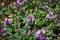 The macrophoto of herb Thymus serpyllum, Breckland thyme. Breckland wild thyme, creeping thyme, or elfin thyme blossoms close up.