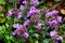 The macrophoto of herb Thymus serpyllum, Breckland thyme. Breckland wild thyme, creeping thyme, or elfin thyme blossoms close up.