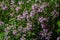 The macrophoto of herb Thymus serpyllum, Breckland thyme. Breckland wild thyme, creeping thyme, or elfin thyme blossoms close up.