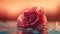 Macrophoto of pink rose with water dropps on the lake