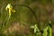 Macrophoto of Primula officinalis, primrose spring. Meadow in Ukraine, Sumy region