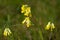 Macrophoto of Primula officinalis, primrose spring. Meadow in Ukraine, Sumy region
