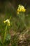 Macrophoto of Primula officinalis, primrose spring. Meadow in Ukraine, Sumy region