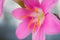 Macrophoto of the stigmas and pollens of pink flower