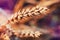 Macrophoto of Wheat. Full of Ripe Grains, Golden Ears of Wheat or Rye on a Field