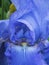 Macrophotograph of a blue iris flower in a green garden, selective focus