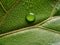 macrophotograph of a dewy tropical leaf