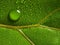 macrophotograph of a dewy tropical leaf
